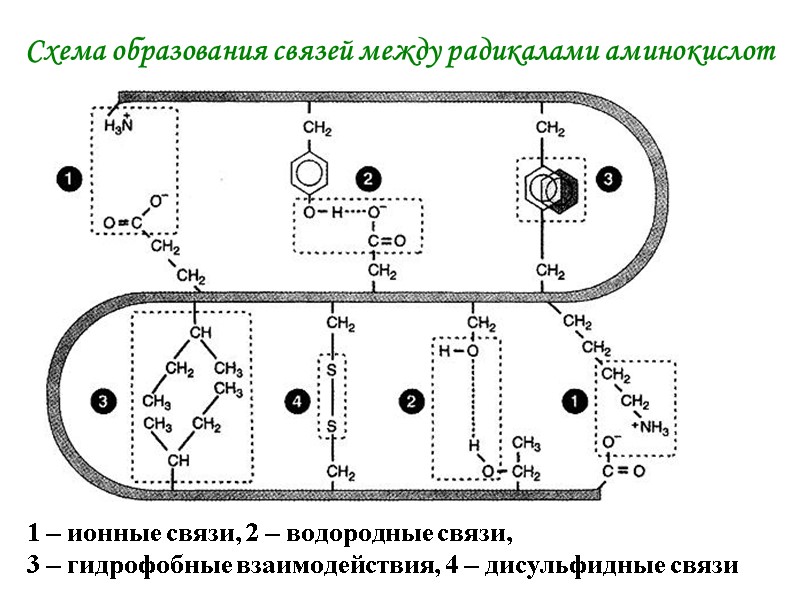 Схема образования связей между радикалами аминокислот 1 – ионные связи, 2 – водородные связи, Схема образования связей между радикалами аминокислот 1 – ионные связи, 2 – водородные связи,